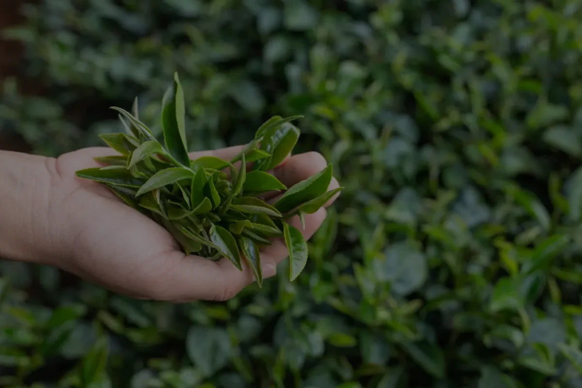 Green tea leaves in hand