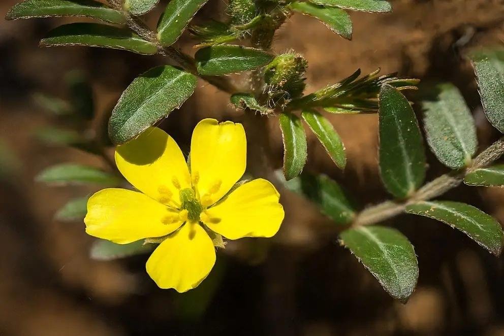 gokshru plant